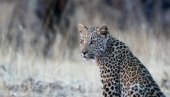 ИНЦИДЕНТИ У ЗОО ВРТУ НА ПАЛИЋУ: Женку персијског леопарда убио мужјак, питон усмртио мајмуна