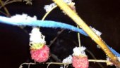 НЕСТВАРНЕ СЛИКЕ: У бајколикој Забреги под Кучајем зрела малина под снегом, цветале беле раде (ФОТО)