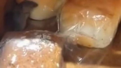 OVO SE DEŠAVA SAMO U BiH: Snimljen miš kako jede hleb u trgovačkom marketu (VIDEO)
