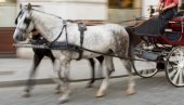 KONJ NAPRAVIO HAOS NA GRADSKOM TRGU: Bizarna nesreća u Sankt Peterburgu, životinja se zaletela na pešake
