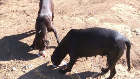 ZAKLALI 28 KOZA: U Selu Rakovica tri vlasnička psa napravila pokolj na dve farme