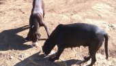 ЗАКЛАЛИ 28 КОЗА: У Селу Раковица три власничка пса направила покољ на две фарме