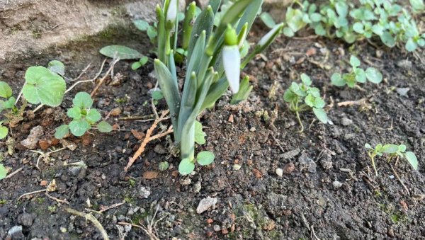 ВИСИБАБЕ ВЕСНИЦИ ЗРЕЊАНИНСКОГ ПРОЛЕЋА: Украсиле двориште једне пензионерке (ФОТО)