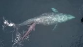 ПРВО СУ ВИДЕЛИ КРВ У ВОДИ: Несвакидашњи догађај пред очима туриста – на свет дошло младучне сивог кита (ВИДЕО)