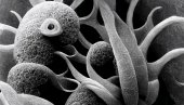NOVO NAUČNO OTKRIĆE: Misteriozna bakterija otkrivena na okeanskom dnu (FOTO)
