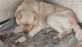 (УЗНЕМИРУЈУЋЕ) ПСУ ЋЕ МОРАТИ ДА АМПУТИРАЈУ НОГЕ: Језиво злостављање животиња у Кикинди (ФОТО)