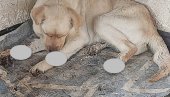 МУЧЕН И ВЕЗИВАН ЖИЦОМ, МОРАЛИ ДА МУ АМПУТИРАЈУ НОГУ: Пса злостављаног у Кикинди преузела ветеринарка из Руменке