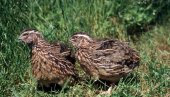 BUGARSKA UNIŠTAVA 25.000 PREPELICA: Visoko zarazni ptičji grip u komšiluku