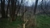 (УЗНЕМИРУЈУЋЕ ФОТОГРАФИЈЕ) УЖАС У РАКИНЦУ: Обесили пса у шуми