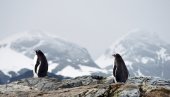 ТРАГИЧНО СТАЊЕ НА АНТАРКТИКУ: Због отапања леда угинуло до 10.000 пингвина