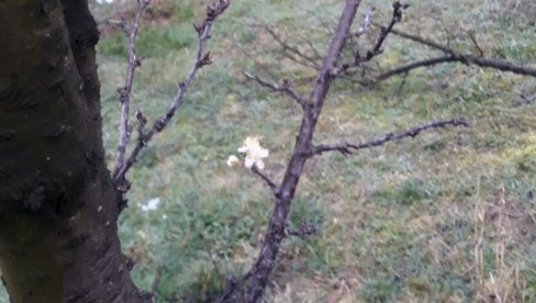 VELIKA BRIGA VOĆARA: Ako se ovo desi - ode ceo rod