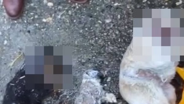(УЗНЕМИРУЈУЋИ ВИДЕО) ПСИМА СЕКЛИ ГЛАВЕ И ЗАМРЗАВАЛИ ИХ: Стравичне слике из борског прихватилишта за животиње (ВИДЕО)