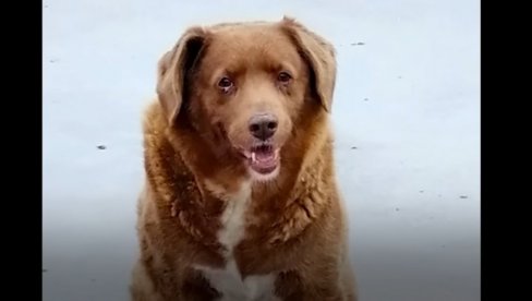 BOBI IMA 30 GODINA: Proglašen je za najstarijeg psa na svetu ikada (VIDEO)