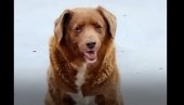 BOBI IMA 30 GODINA: Proglašen je za najstarijeg psa na svetu ikada (VIDEO)