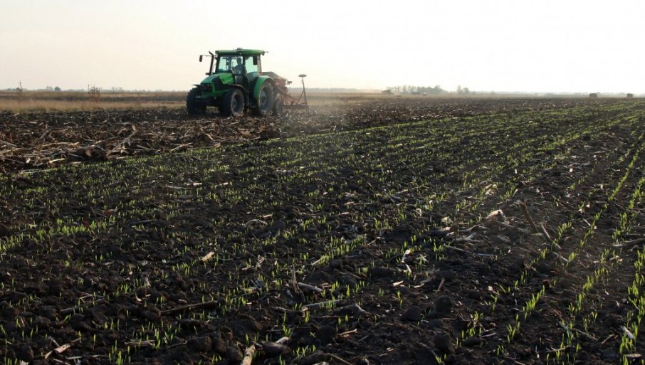 BIĆE ŽITA ZA HLEB I IZVOZ: Poljoprivrednici u južnoj Bačkoj zadovoljni stanjem pšenice na svojim poljima