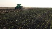 БИЋЕ ЖИТА ЗА ХЛЕБ И ИЗВОЗ: Пољопривредници у јужној Бачкој задовољни стањем пшенице на својим пољима