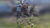 ЈАКО НЕВРЕМЕ ПОГОДИЛО МАЂАРСКУ: Олујни ветрови оборили дрвеће, оштетили далеководе