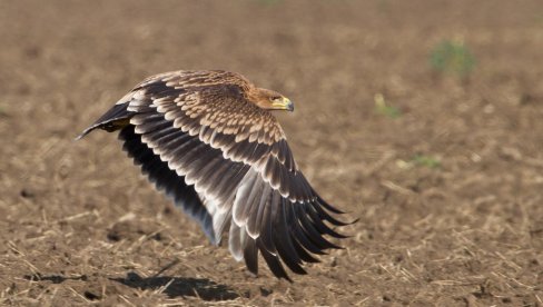 НАШ ФЕЛИКС ЗАРОБЉЕН У БЕЈРУТУ: У току је прикупљање средстава да се пребаци у Србију