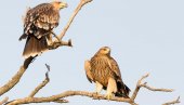 ZA NAŠE KRSTAŠE: Ptici sa nacionalnog grba, orlu krstašu preti nestanak sa teritorije Srbije