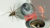 УПОЗОРЕЊЕ НАУЧНИКА: Нипошто не убијајте пауке у својој кући