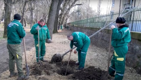 NOVO DRVEĆE POSLE 75 GODINA: Gradski park u Vršcu podmlađuju sa 148 stabala