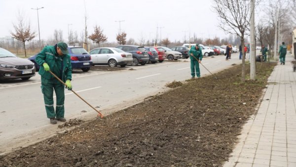 САДИЛИ ДРВЕЋЕ У ВЕСЕЛИНА МАСЛЕШЕ: Радницима новосадског Зеленила придружили се и грађани