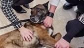 ЗИГИ ЈЕ ЗВЕЗДА ДАНА: Пас спасилац се вратио у своју Србију (ВИДЕО)