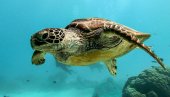 I NJIMA TREBA ODMOR: Pogledajte kako morska kornjača drema na jastuku od algi (VIDEO)