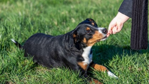 ZAVISNIK OD LOPTICE: Otkriveno da psi mogu biti zavisni od omiljene igračke