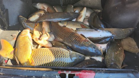 СПРЕЧЕН КРИВОЛОВ НА СКАДАРСКОМ ЈЕЗЕРУ:  Заплењено 100 кг рибе, ухапшена два мушкарца(ФОТО)