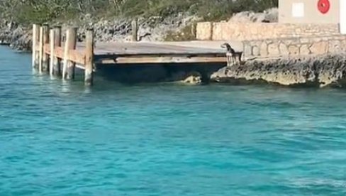 PAS NAJURIO AJKULU OD ČETIRI METRA: Skočio u vodu i pokušao da je uplaši (VIDEO)