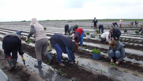 POLJA VAPE ZA SEZONCIMA: Poljoprivrednici u Bačkoj odustaju od uzgoja pojedinih kultura zbog nedostatka radne snage