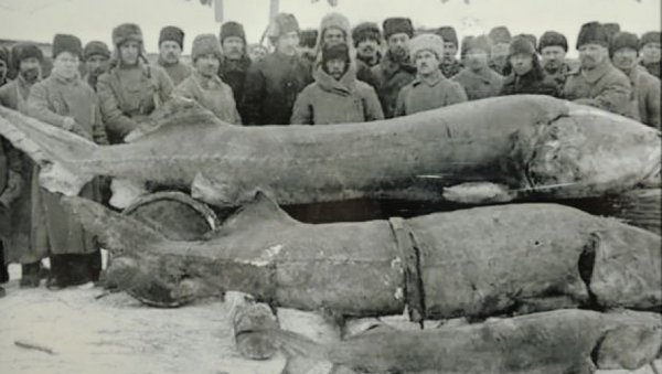 СРПСКА РИБА БИЛА ЗЛАТА ВРЕДНА: У Ђердапу ловљене моруне дужине до 9 метара и тежине до две тоне