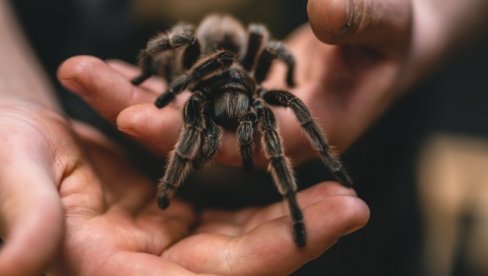НАЈВЕЋИ МУШКИ ПРИМЕРАК: Најотровнијег паука на свету пронађен у Аустралији