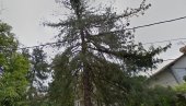 ИЗГУБИЛИ СУ ВРЕДНОСТ: Два дрвета хималајског боровца скинута са листе заштићених престоничких природних добара