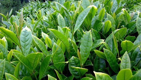 OVA LEKOVITA BILJKA VREDI ČITAVO BOGATSTVO: Kilogram se prodaje za više hiljada dinara - čovek sagradio dve kuće od prodaje