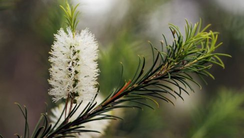 ЗАШТО СЕ ПОЗНАТА ЛЕКОВИТА БИЉКА ЗОВЕ ЧАЈЕВАЦ: Првобитно су га користили аустралијски урођеници као биљку која све лечи