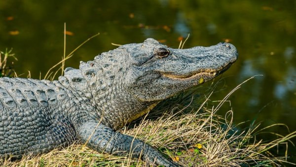 ЈЕЗИВ ЗЛОЧИН: Убио жену и двогодишњег сина, па тело малишана бацио у језеро да га поједу алигатори
