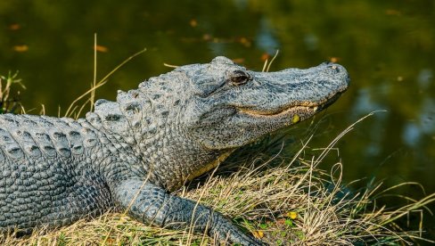JEZIV ZLOČIN: Ubio ženu i dvogodišnjeg sina, pa telo mališana bacio u jezero da ga pojedu aligatori