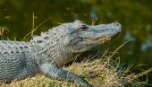 NAKON AVIONSKE NESREĆE: Pet osoba preživelo 36 sati u močvari punoj aligatora