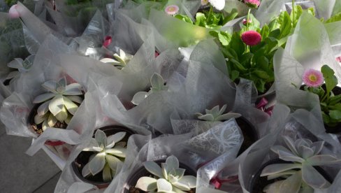 POČINJE BEOGRADSKO PROLEĆE: U parku Manjež od 31. marta do 9. aprila tradicionalna izložba cveća