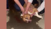STAFORD NAPAO ŽENU I MALTEZERA: Napad opasnog psa na Zvezdari, vlasnica vrištala, povređenom ljubimcu se bore za život