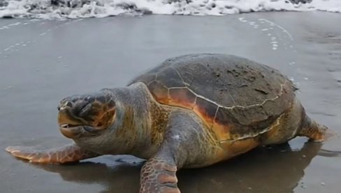 KOLIKA JE KAZNA AKO UZNEMIRAVATE MORSKU KORNJAČU: Zaštićene životinje  na Maloj plaži u Ulcinju