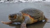 KOLIKA JE KAZNA AKO UZNEMIRAVATE MORSKU KORNJAČU: Zaštićene životinje  na Maloj plaži u Ulcinju