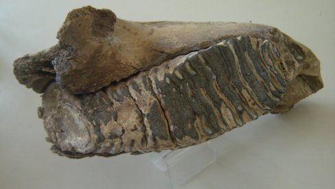 MAMUTI I KELTI SU ŽIVELI U TRSTENIKU: Zub praistorijske životinje, težak sedam kilograma, deo svedočanstva života pored Zapadne Morave (FOTO)