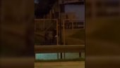 ŠOKANTAN SNIMAK TUČE U BEOGRADU: Petorica mladića udaraju momka na zemlji, devojka ih uzalud moli da stanu (VIDEO)