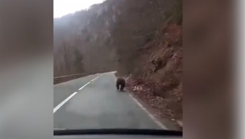 СЦЕНА КОЈА СЕ НЕ ВИЂА СВАКИ ДАН: Медвед снимљен како трчи испред аута (ВИДЕО)