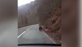 SCENA KOJA SE NE VIĐA SVAKI DAN: Medved snimljen kako trči ispred auta (VIDEO)