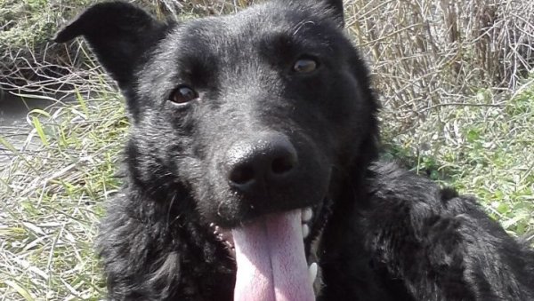 ПУЛИН УМАЛО НИЈЕ УБИО ТРОГОДИШЊЕГ МАРКА Пас дечаку нанео стравичне повреде - рана од очног капка до увета