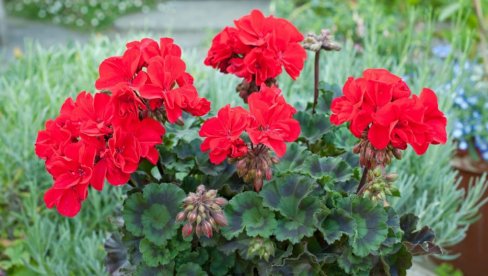 ПРИПРЕМИТЕ МУШКАТЛЕ ЗА ЈЕСЕН: Већ на пролеће наградиће вас раскошним цветовима